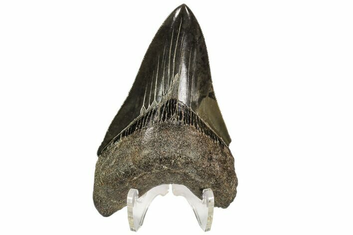 Serrated, Fossil Megalodon Tooth - Georgia #107266